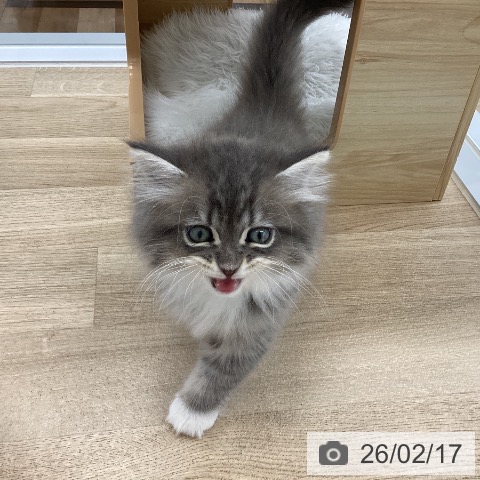 サイベリアンの写真