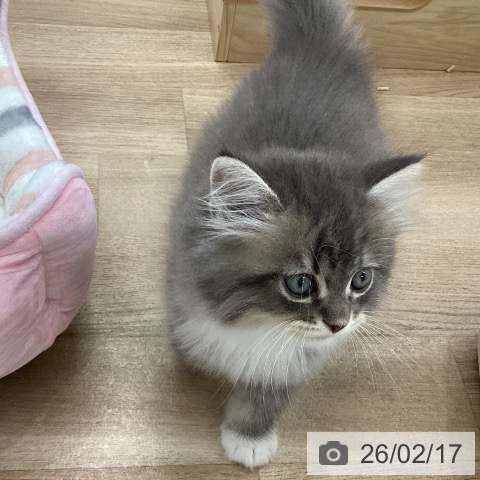 サイベリアンの写真