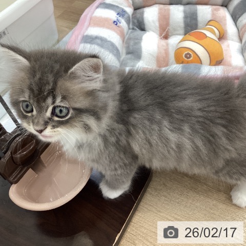 サイベリアンの写真