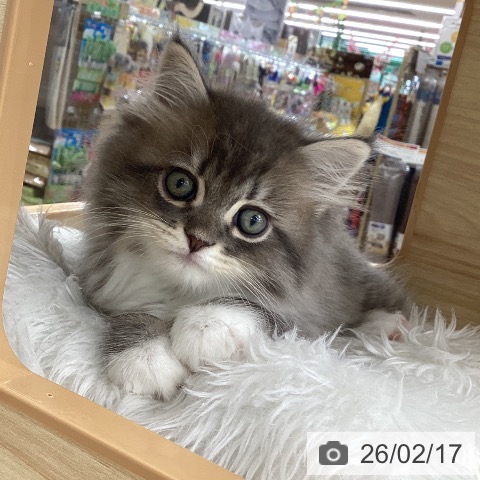 サイベリアンの写真