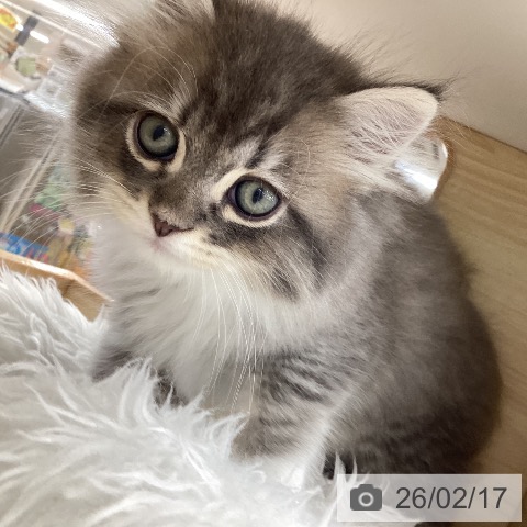 愛知県のサイベリアン (ペットプラス 豊橋牧野店/2025年12月18日生まれ/男の子/ブルータビーホワイト)の子猫の4枚目の画像