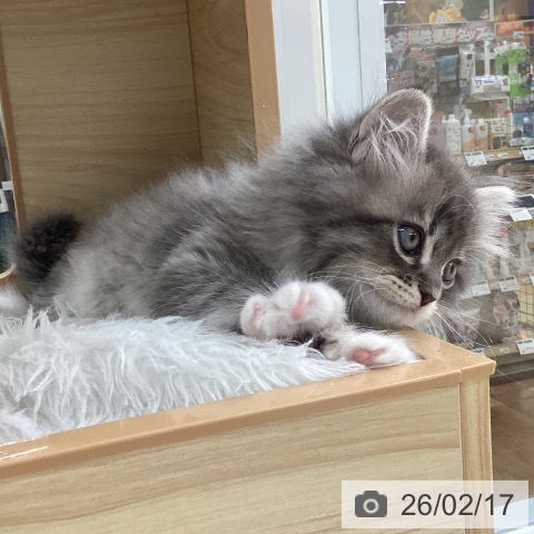 愛知県のサイベリアン (ペットプラス 豊橋牧野店/2025年12月18日生まれ/男の子/ブルータビーホワイト)の子猫の3枚目の画像
