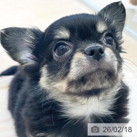 富山県のチワワ(ロング) (ペットプラス 高岡店/2025年12月14日生まれ/男の子/ブラックタン)の子犬の4枚目の画像