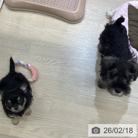 富山県のチワワ(ロング) (ペットプラス 高岡店/2025年12月14日生まれ/男の子/ブラックタン)の子犬の3枚目の画像