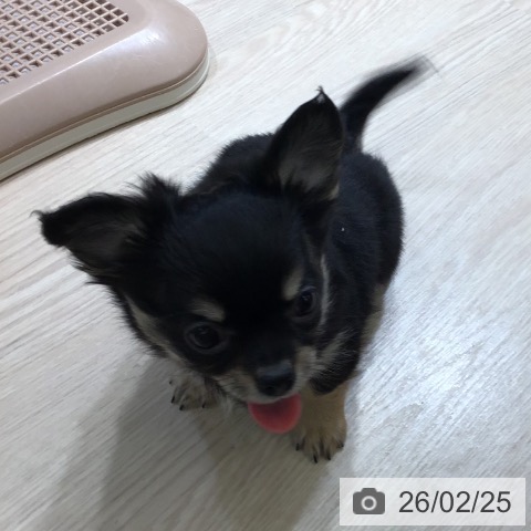 富山県のチワワ(ロング) (ペットプラス 高岡店/2025年12月14日生まれ/男の子/ブラックタン)の子犬の3枚目の画像