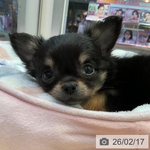 愛知県のチワワ(ロング) (ペットプラス 岡崎店/2025年12月13日生まれ/男の子/ブラックタン)の子犬の3枚目の画像