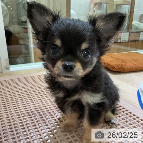 愛知県のチワワ(ロング) (ペットプラス 岡崎店/2025年12月13日生まれ/男の子/ブラックタン)の子犬の3枚目の画像