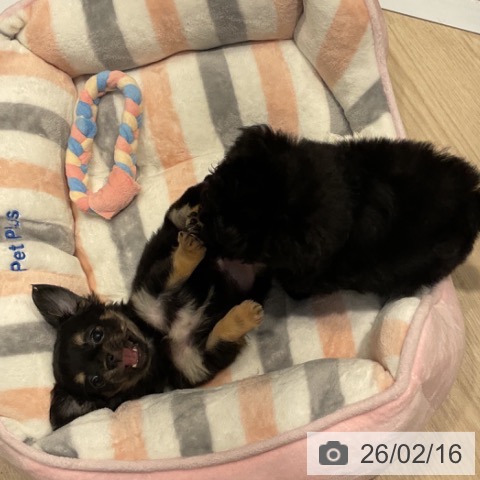 愛知県のチワワ(ロング) (ペットプラス イオンモール長久手店/2025年12月13日生まれ/女の子/ブラックタン)の子犬の4枚目の画像