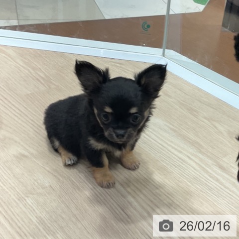 愛知県のチワワ(ロング) (ペットプラス イオンモール長久手店/2025年12月13日生まれ/女の子/ブラックタン)の子犬の3枚目の画像