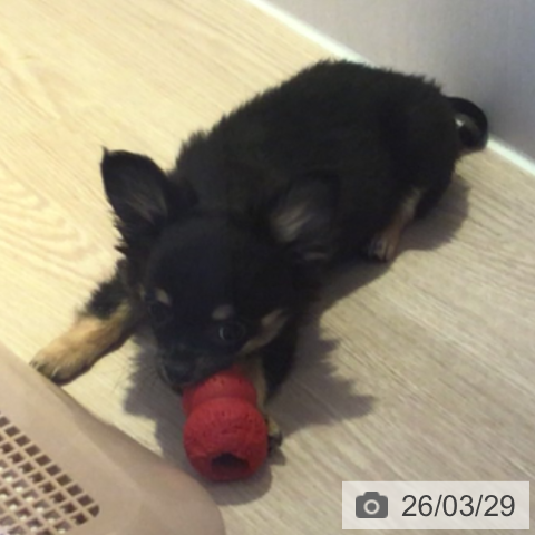 富山県のチワワ(ロング) (ペットプラス となみ店/2025年12月13日生まれ/女の子/ブラックタン)の子犬の4枚目の画像