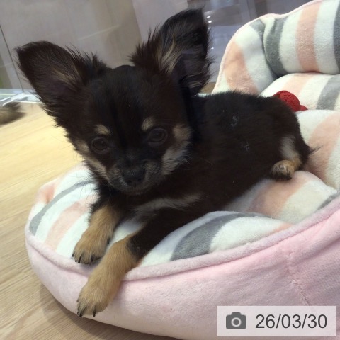 富山県のチワワ(ロング) (ペットプラス となみ店/2025年12月13日生まれ/女の子/ブラックタン)の子犬の3枚目の画像