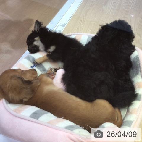 富山県のチワワ(ロング) (ペットプラス となみ店/2025年12月13日生まれ/女の子/ブラックタン)の子犬の4枚目の画像