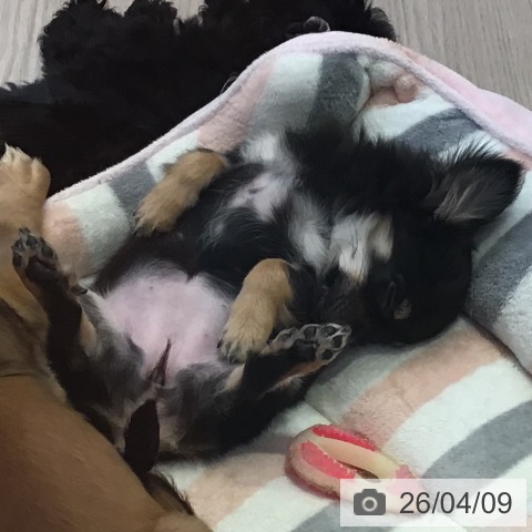 富山県のチワワ(ロング) (ペットプラス となみ店/2025年12月13日生まれ/女の子/ブラックタン)の子犬の3枚目の画像