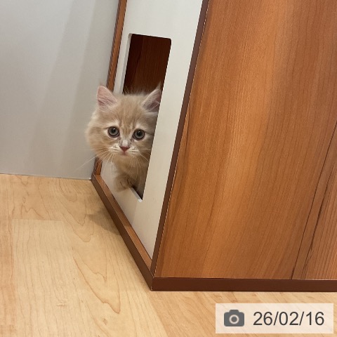 ミヌエットの写真