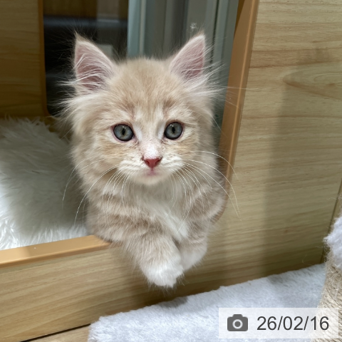 ミヌエットの写真