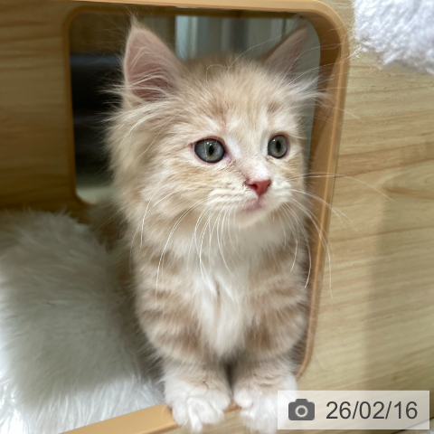 ミヌエットの写真