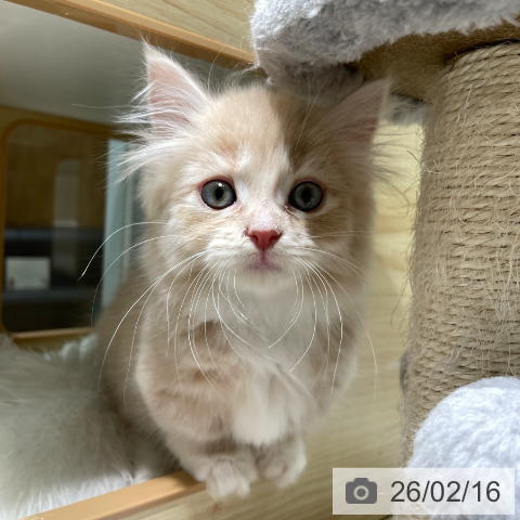 ミヌエットの写真