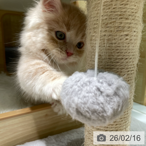 ミヌエットの写真