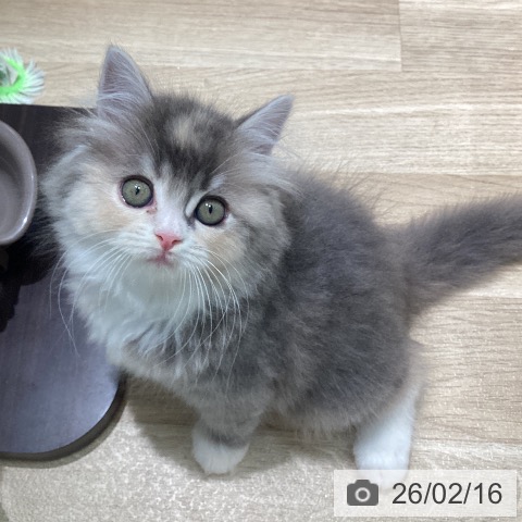 ラガマフィンの写真