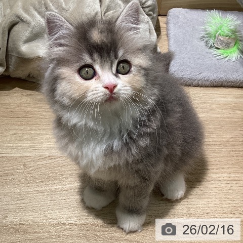 ラガマフィンの写真