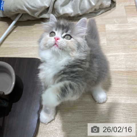 ラガマフィンの写真