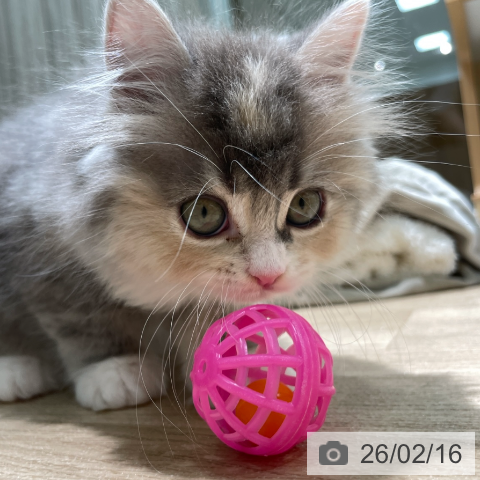 ラガマフィンの写真