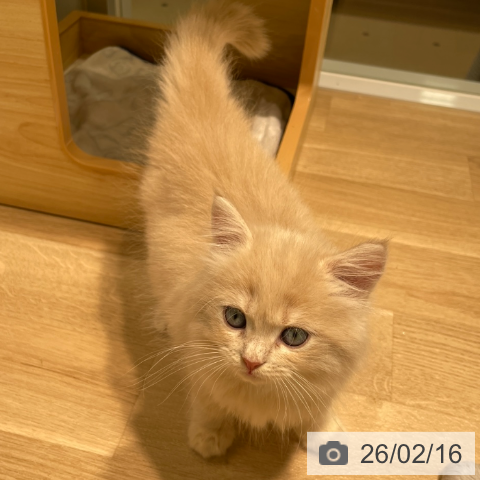 サイベリアンの写真