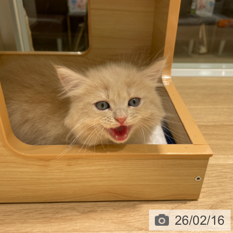 サイベリアンの写真