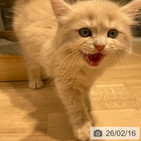 サイベリアンの写真