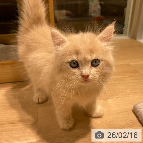 サイベリアンの写真