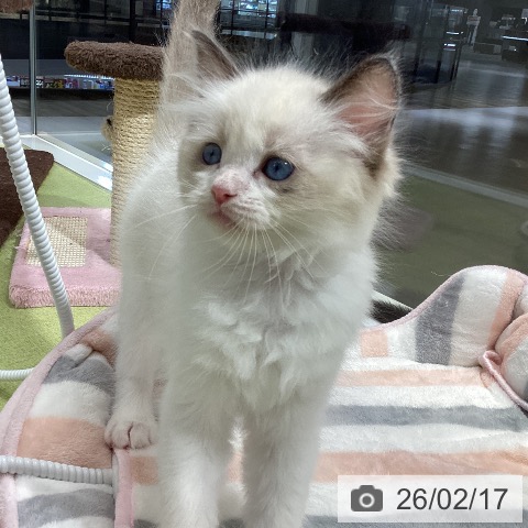 ラグドールの写真