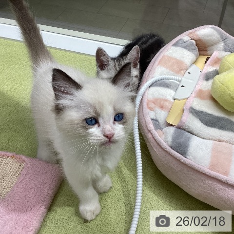 ラグドールの写真