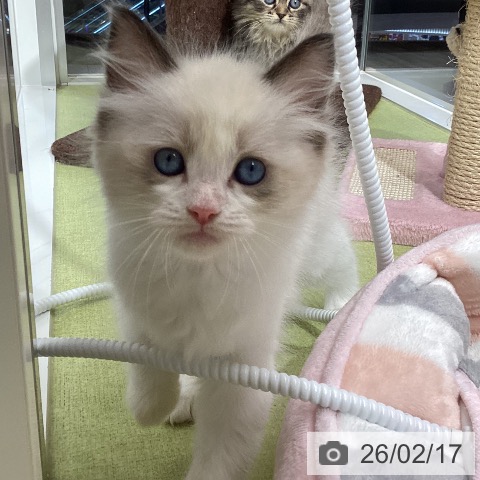 ラグドールの写真