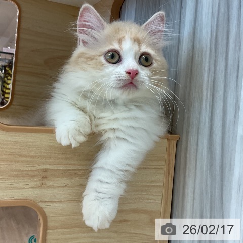 ミヌエットの写真