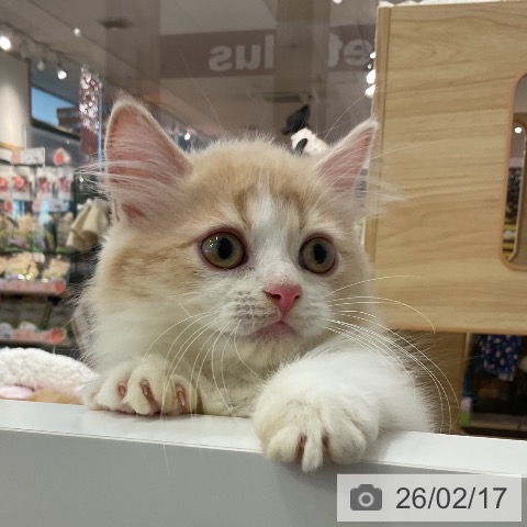 ミヌエットの写真