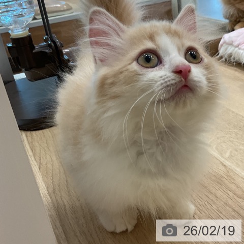 愛知県のミヌエット (ペットプラス 熱田店/2025年12月8日生まれ/男の子/クリームタビーホワイト)の子猫の4枚目の画像