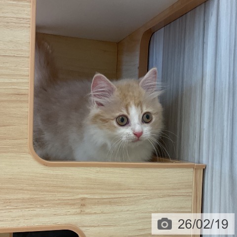 愛知県のミヌエット (ペットプラス 熱田店/2025年12月8日生まれ/男の子/クリームタビーホワイト)の子猫の3枚目の画像