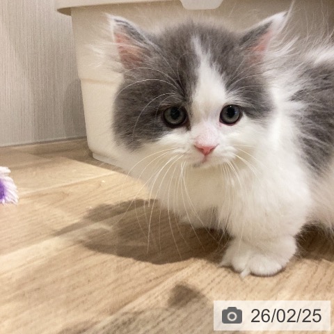 ミヌエットの写真