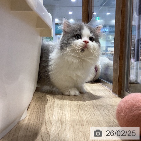 ミヌエットの写真