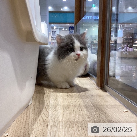 ミヌエットの写真