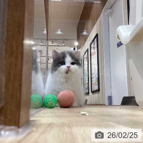 ミヌエットの写真