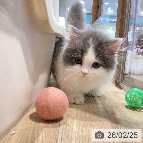 ミヌエットの写真