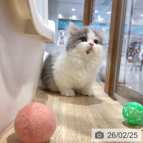 ミヌエットの写真