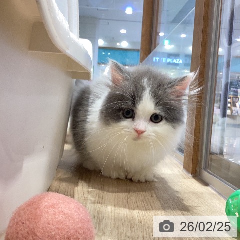 ミヌエットの写真