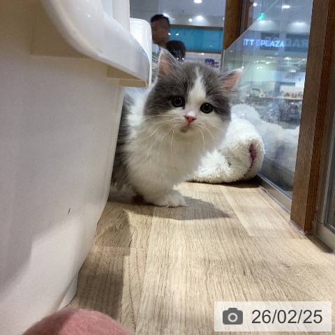 ミヌエットの写真