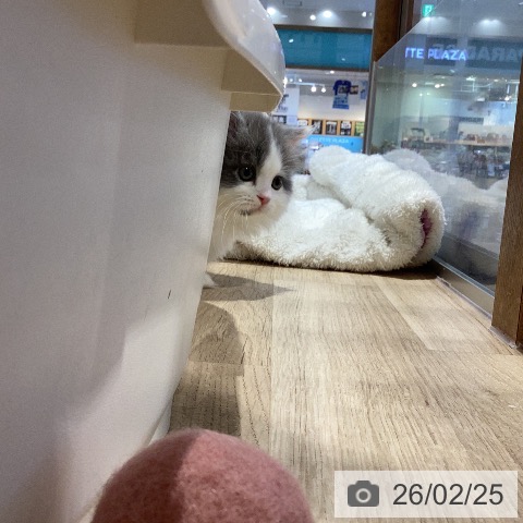 ミヌエットの写真