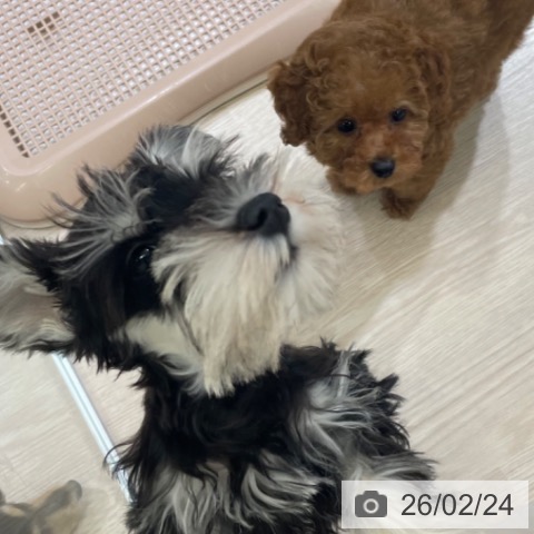 富山県のトイプードル(トイ) (ペットプラス 高岡店/2025年12月15日生まれ/男の子/レッド)の子犬の4枚目の画像