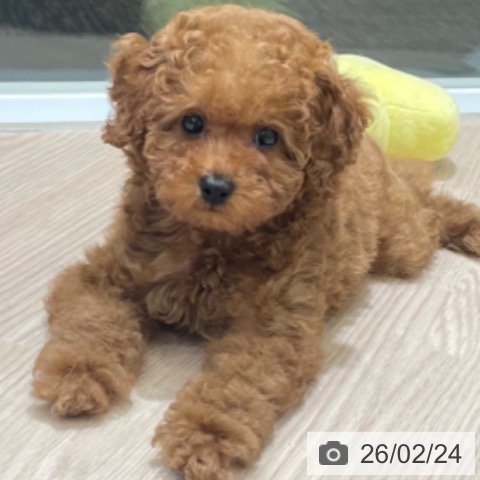 富山県のトイプードル(トイ) (ペットプラス 高岡店/2025年12月15日生まれ/男の子/レッド)の子犬の3枚目の画像