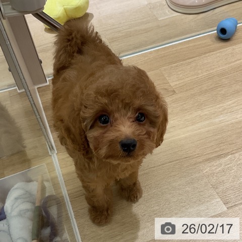 愛知県のトイプードル(トイ) (ペットプラス イオンモール豊川店/2025年12月18日生まれ/男の子/レッド)の子犬の3枚目の画像