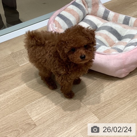 愛知県のトイプードル(トイ) (ペットプラス 則武新町店/2025年12月18日生まれ/男の子/レッド)の子犬の3枚目の画像